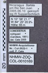 Etiketten zu Campsosternus malaisianus (NHMW-ZOO-COL-0010169)